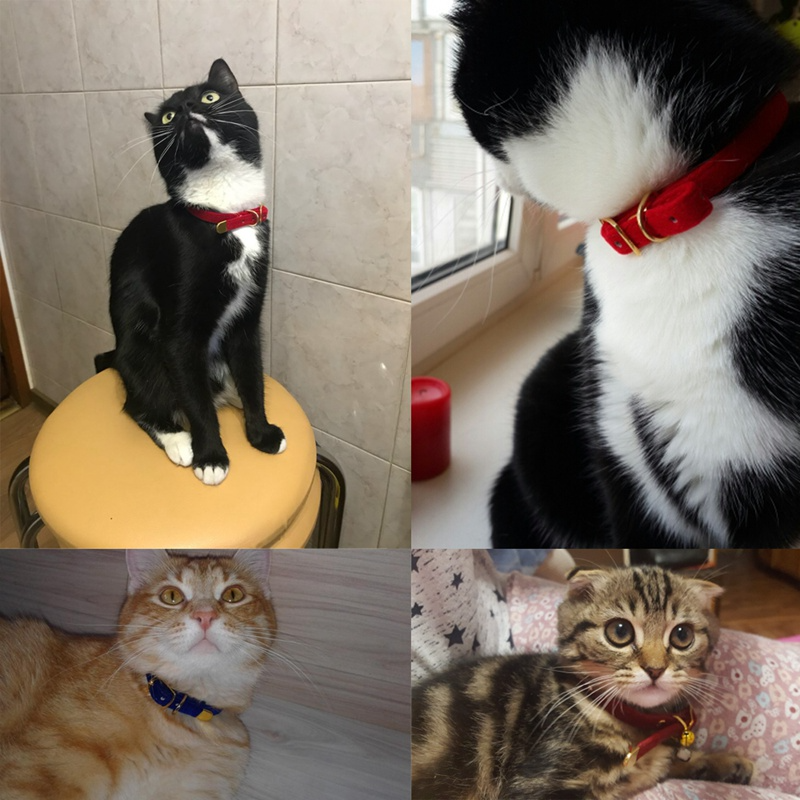 Stylish Breakaway Safety Cat Collar