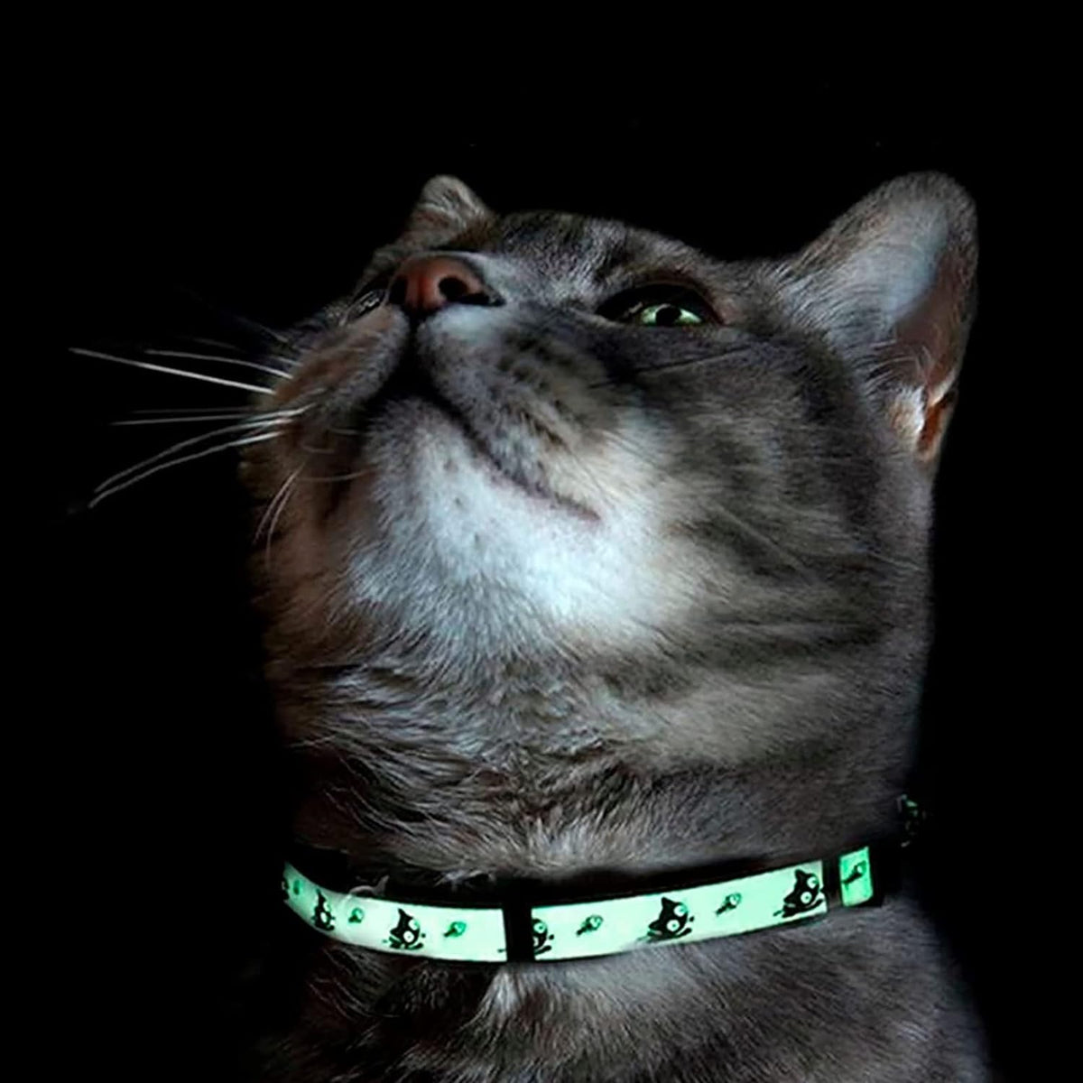 Cat wearing a green LED collar on a black background