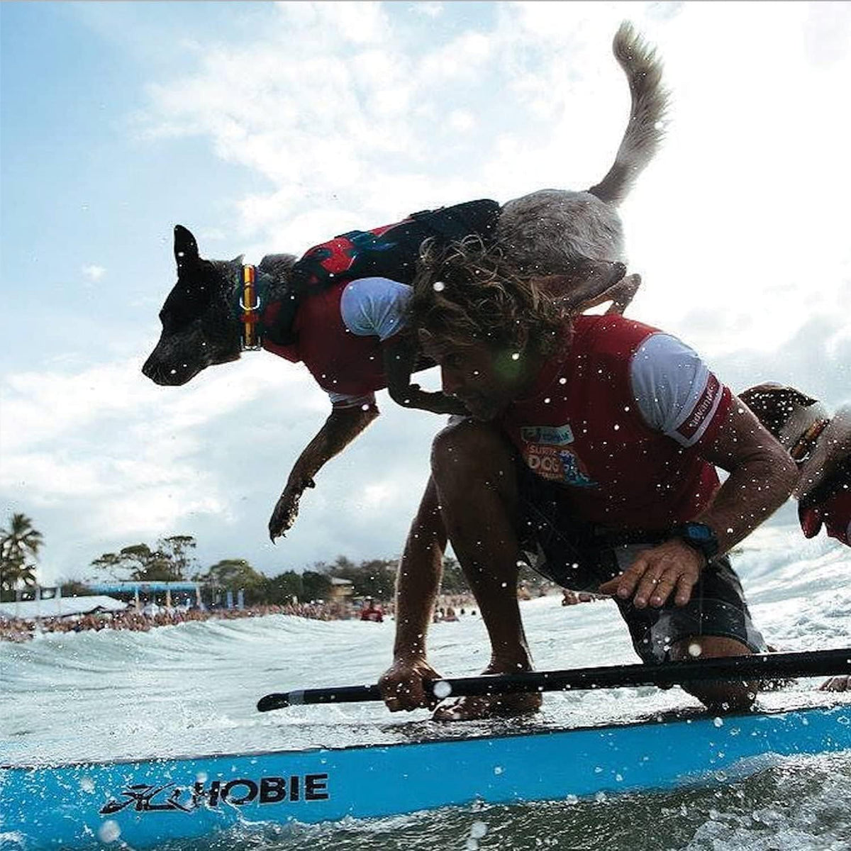 Person and dog on a surfboard at a surfing event with a crowd in the background.