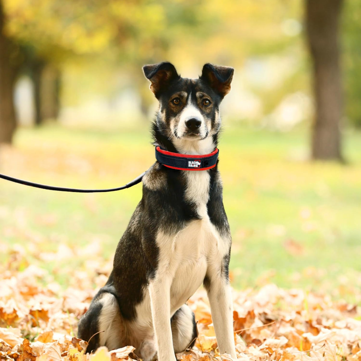 Dog on a leash sitting in a park with fall foliage