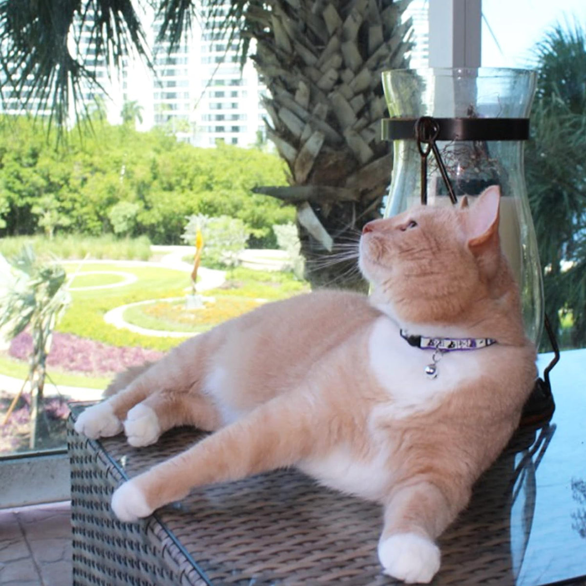 Cat lounging on a chair with a garden view