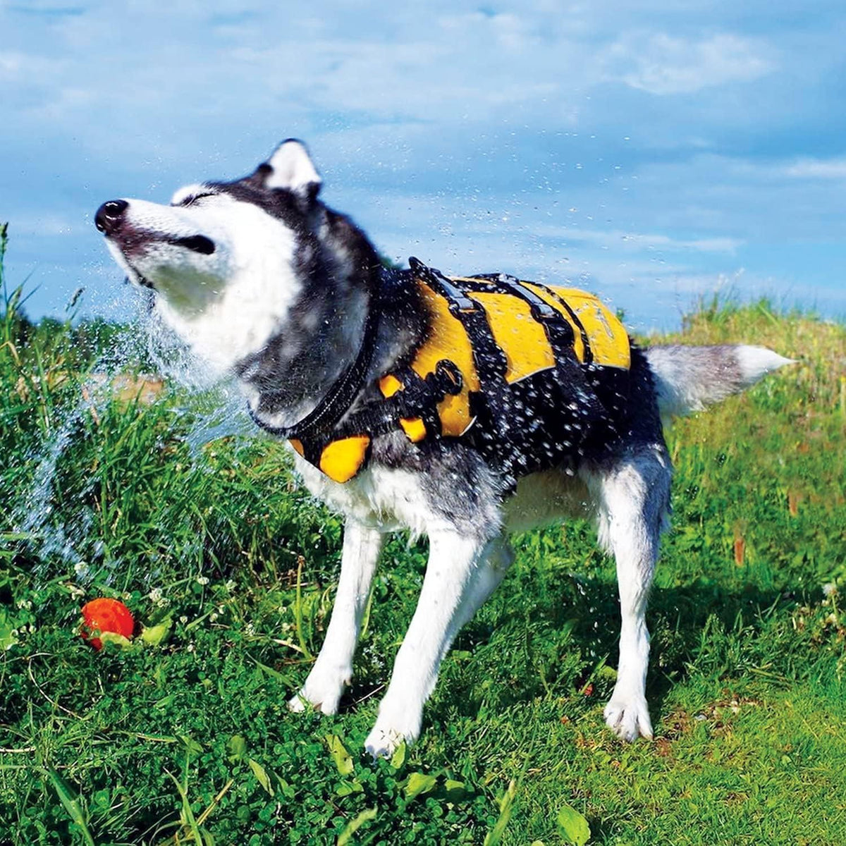 Dog wearing a yellow and black life jacket outdoors on grass with a blue sky.